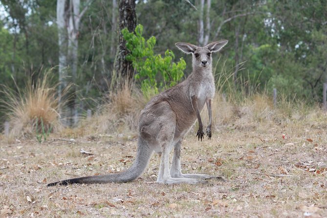 #1 Private Blue Mountains Tour by authentic story telling locals - A private Blue Mountains day that actually feels like a day