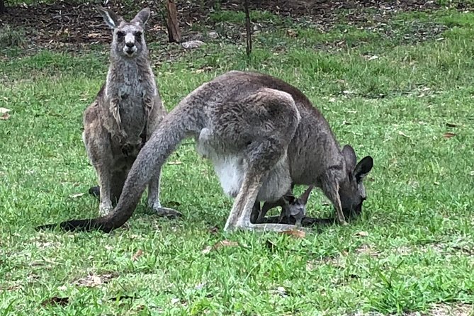 #1 Private Blue Mountains Tour by authentic story telling locals - Blue Mountains viewpoints: cliffs and waterfalls with room to breathe