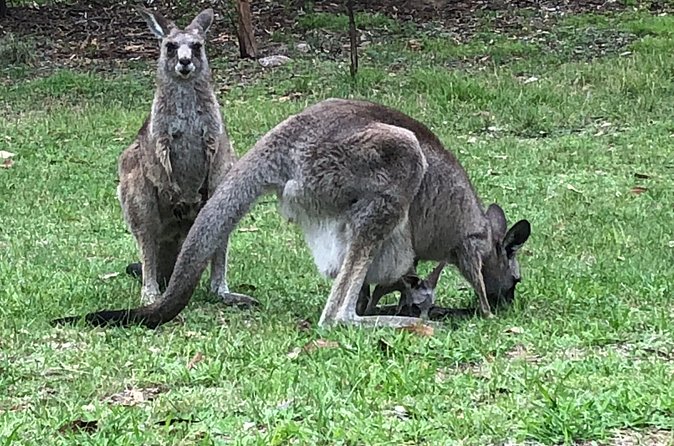 #1 Private Blue Mountains Tour by authentic story telling locals - National park fees and what you actually pay for