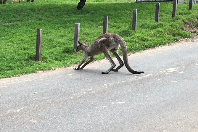 #1 Private Blue Mountains Tour by authentic story telling locals - Featherdale Wildlife Park: koalas, kangaroos, and crocodiles