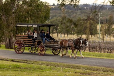 3- Hour Wine and Harvest the Hunter Horse Tour in Pokolbin - Getting started: meeting at 426 McDonalds Rd and settling into the day