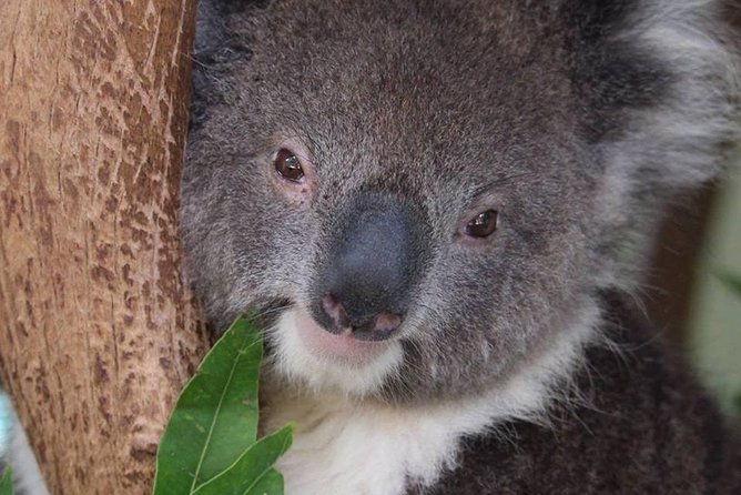 All Inclusive Blue Mountain,Scenic World,Lunch,Koalas,ferry - Blue Mountains Commentary Time: Using Lookouts Wisely