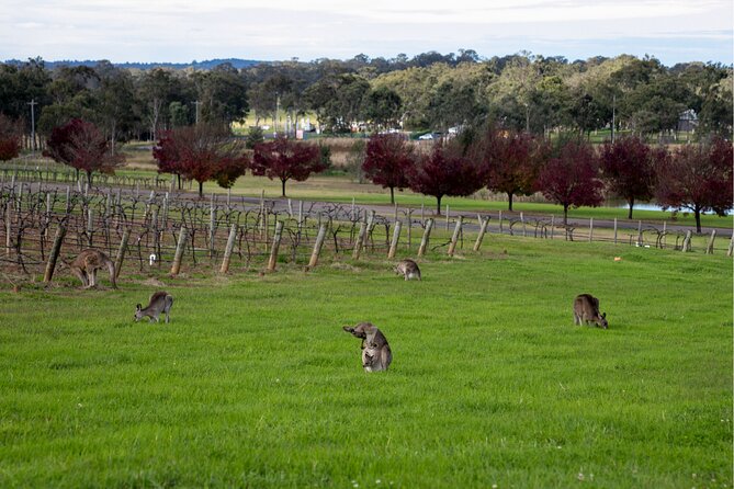 Award-Winning Hunter Valley Wine & Cheese Tour from Sydney - Extra Stops That Add Context (Hunter Valley Gardens Precinct)