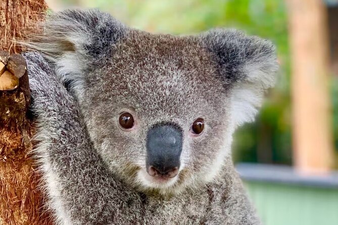Baby Animals, Boomerangs and BBQ Lunch - Key moments worth planning for