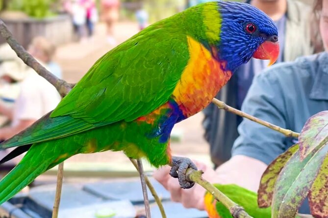 Baby Animals, Boomerangs and BBQ Lunch - No-car day from Sydney: the real win here