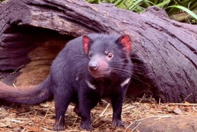 Baby Animals, Boomerangs and BBQ Lunch - Koala meeting and kangaroo time: short, guided, and close-up