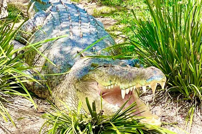 Baby Animals, Boomerangs and BBQ Lunch - Who should book this, and who should skip it?