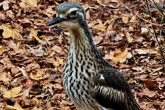 Baby Animals, Boomerangs and BBQ Lunch - Should you book Baby Animals, Boomerangs and BBQ Lunch?