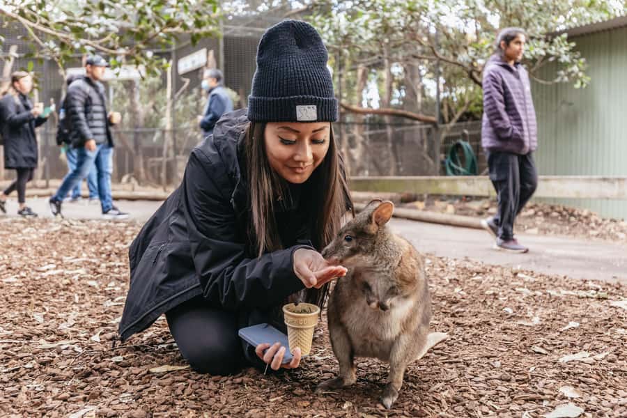 Blue Mountain Small Group Scenic World, Wildlife, Waterfall - Getting Out of Sydney: Pickup Options and a Mini-Coach That’s Built for Comfort