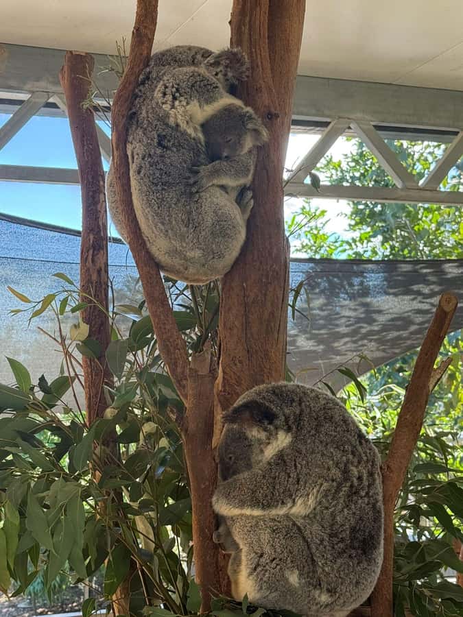 Blue Mountain Small Group Scenic World, Wildlife, Waterfall - Megalong Valley and the Best Use of Short Stops