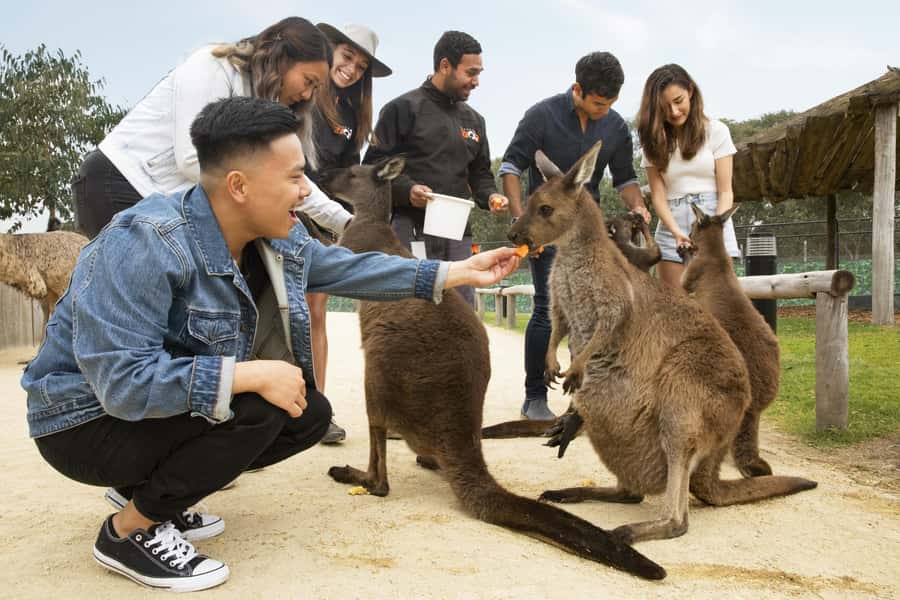 Blue Mountains Adventure: Scenic World, Zoo & Koala Photo - Sydney Zoo and the koala photo: what you really get