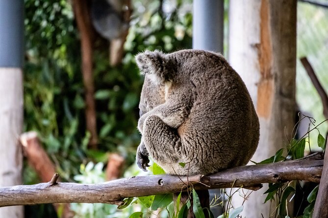 Blue Mountains Day Tour from Sydney - Quick hit points (what you should remember)