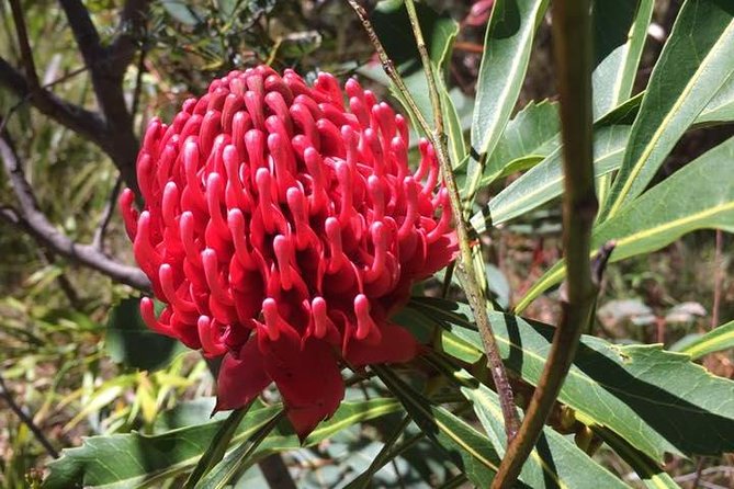Blue Mountains Day Tour Including Parramatta River Cruise - Kings Tableland: where you get the mountain drama
