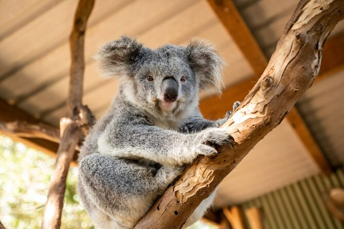 Blue Mountains Day Tour -Scenic World, Koalas & Roos (15 ppl LUX) - Why This Blue Mountains Day Feels Different (and More Relaxing)
