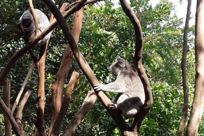Blue Mountains Day Tour With Bushwalks, Waterfalls & Featherdale - Featherdale Wildlife Park: the included animal encounter you’ll remember