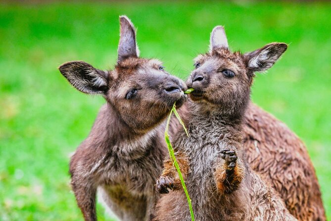 Blue Mountains Day Tour with Wildlife and Scenic World Entry - Scenic World Unlimited Discovery Pass: the rides that make the day feel worth it
