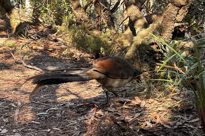 Blue Mountains Full Day Guided Tour - Crowd-Free Time and Off-the-Road Style Travel