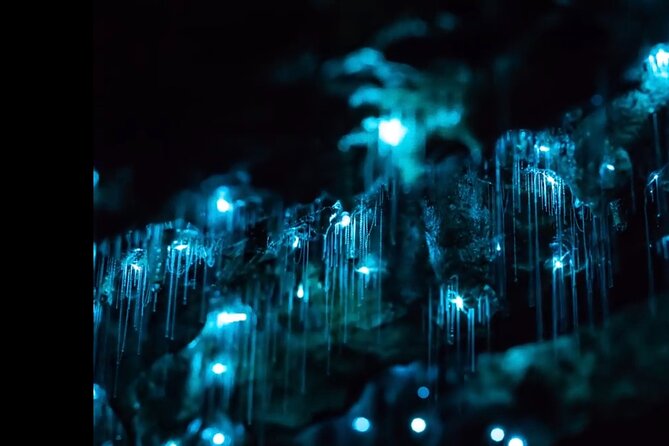 Blue Mountains Hiking Glow worms Cave Wildlife Spotlighting Night Adventure - Why a night hike in the Blue Mountains feels different