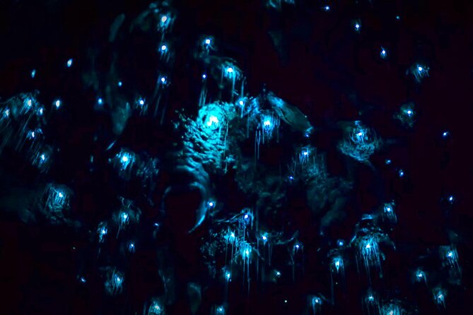 Blue Mountains Hiking Glow worms Cave Wildlife Spotlighting Night Adventure - Weather and conditions: when the magic depends on the forecast
