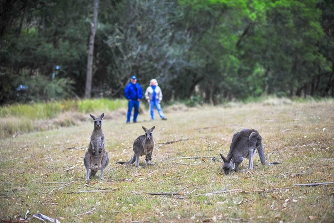 Blue Mountains Private Tour from Sydney - Stop 4: Megalong Valley Tea Rooms (Lunch Break in the Gum Trees)