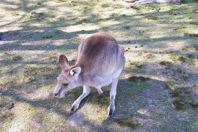 Blue Mountains Private Tour with Kangaroo and Koala Experience - Featherdale Wildlife Park: the kangaroo and koala experience that anchors the day