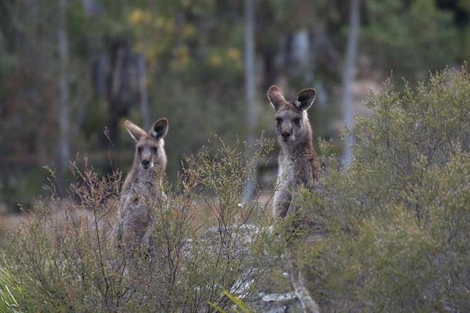Blue Mountains Small-Group Insider Tour from Sydney - Quick hits before you go