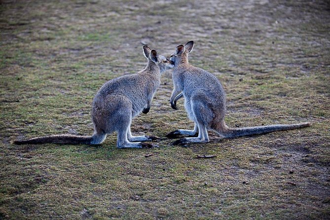 Blue Mountains Wildlife Full-Day Sights and Hiking from Sydney - A smoother Blue Mountains day trip than DIY
