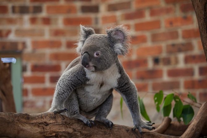 Blue Mountains Wildlife Full-Day Sights and Hiking from Sydney - Calmsley Hill City Farm: where the wildlife start sets the tone