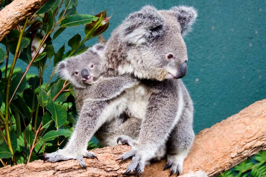 Breakfast with Koalas at WILD LIFE Zoo Darling Harbour - The guided highlights tour: seeing more than just the obvious animals
