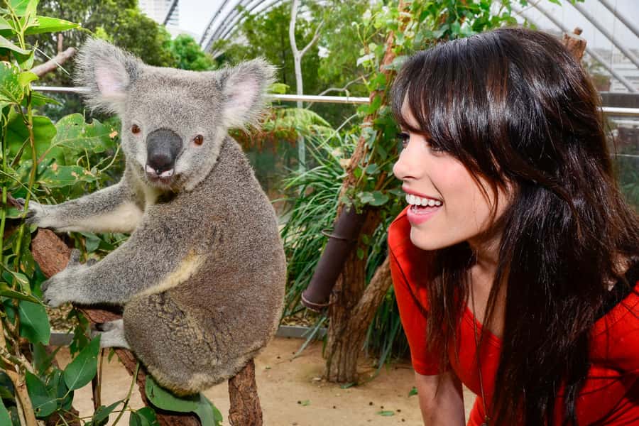 Breakfast with Koalas at WILD LIFE Zoo Darling Harbour - Koala breakfast time: buffet, koala talk, and that close-up feeding moment