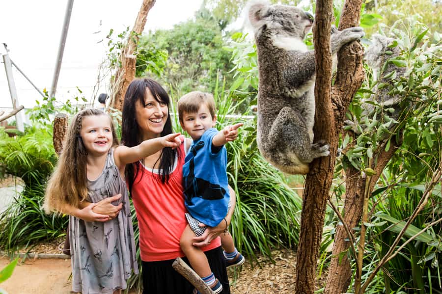 Breakfast with Koalas at WILD LIFE Zoo Darling Harbour - The take-home photo: a souvenir that actually feels connected