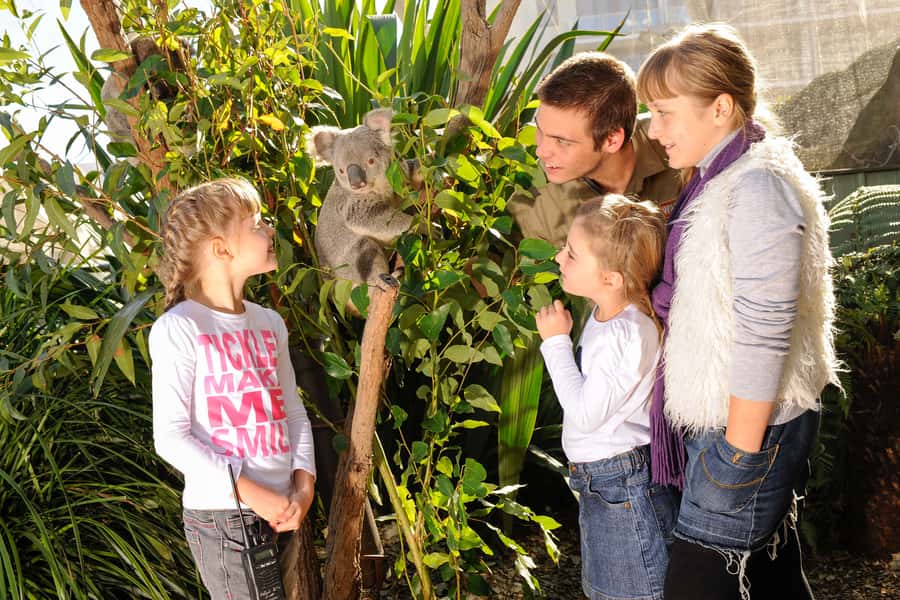 Breakfast with Koalas at WILD LIFE Zoo Darling Harbour - What you can do after the 2 hours: full-day zoo access