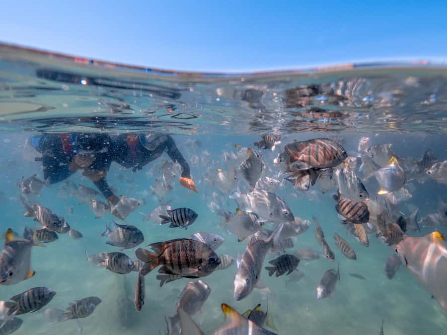 Brisbane: Moreton Island all inclusive Snorkeling Tour - Key things I’d clock before you book