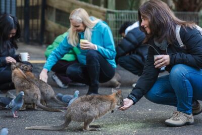 Exclusive Blue Mountains Wildlife and Bushwalk Tour From Sydney - Featherdale Sydney Wildlife Park: kangaroos, koalas, and close-up time