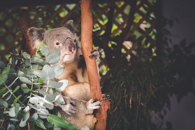 Exclusive Blue Mountains Wildlife and Bushwalk Tour From Sydney - Blue Mountains National Park lookouts: crowd-smart timing
