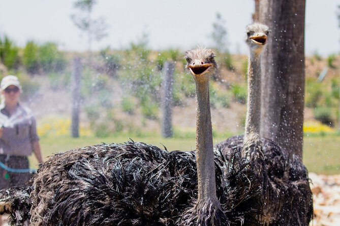Featherdale Wildlife Park with Exclusive Private Transfers - Private Transfers From Hotel or Airport: Less Headache, More Park Time