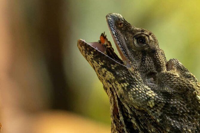 Featherdale Wildlife Park with Exclusive Private Transfers - Featherdale Wildlife Park in About 3 Hours: How to See the Animals Efficiently