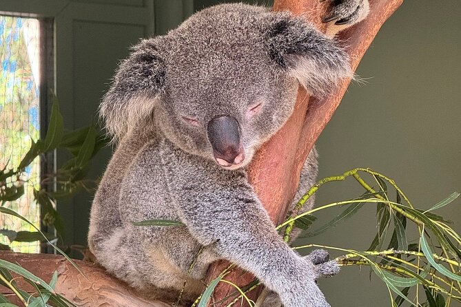 Featherdale Wildlife Park with Exclusive Private Transfers - Timing, Tickets, and the Three-Hour Reality Check
