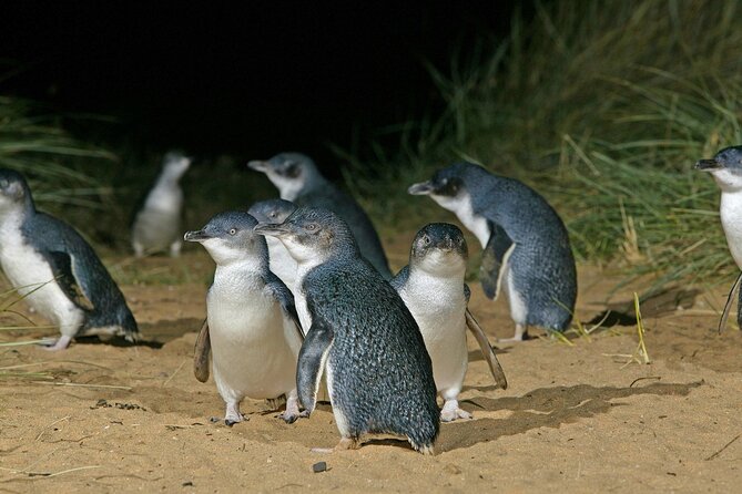 Featherdale Wildlife Park with Exclusive Private Transfers - Who This Tour Suits Best (And Who Should Skip It)