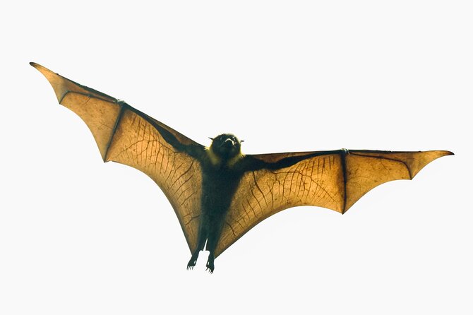 Flying Fox Experience, Thousands of Australia's Largest Bat - Key points to know before you go