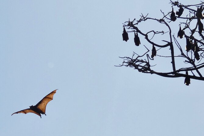 Flying Fox Experience, Thousands of Australia's Largest Bat - Price and Value: Is $57.38 Worth It?
