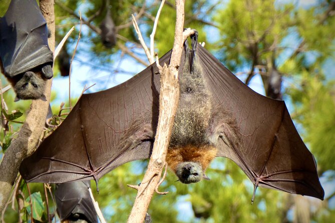 Flying Fox Experience, Thousands of Australia's Largest Bat - Who Should Book This Flying Fox Tour (and Who Might Skip)