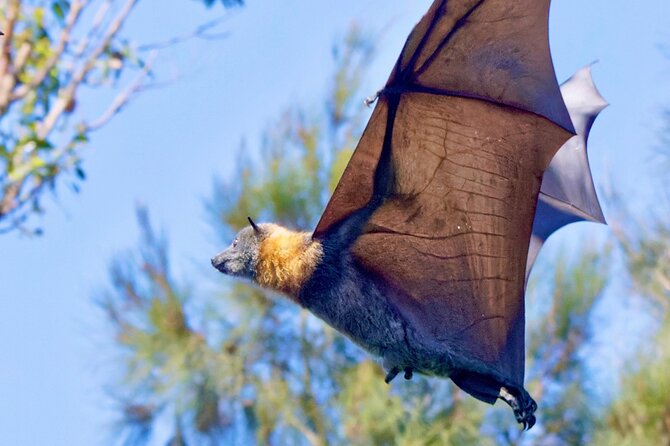 Flying Fox Experience, Thousands of Australia's Largest Bat - Your Eye-Level Fruit Bat Encounter: Watching Thousands of Wings Up Close