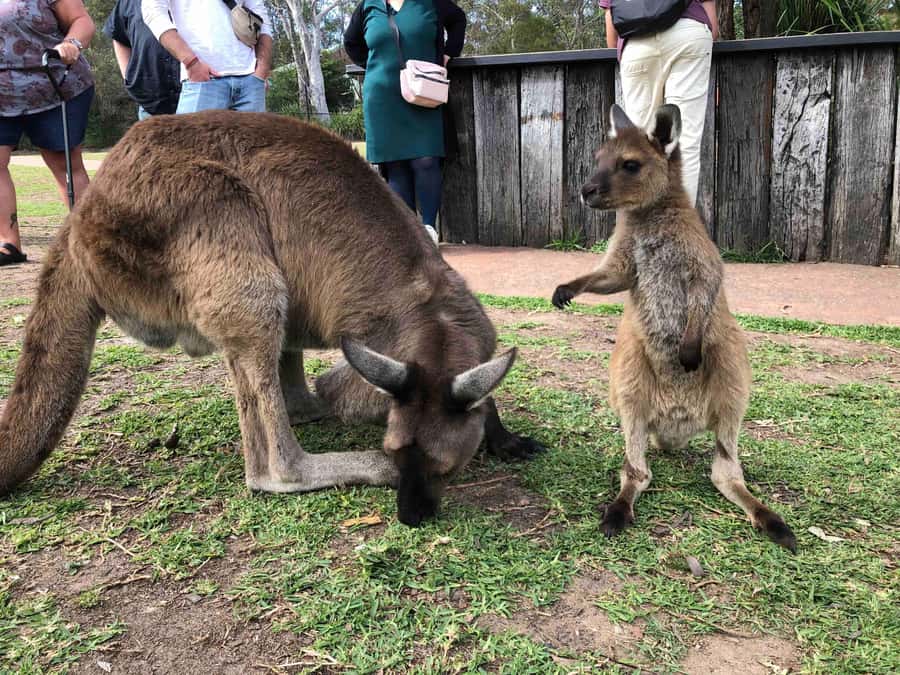 From Haymarket: Hunter Valley Wine and Wildlife Day Trip - Wildlife Sanctuary time: ranger-led koalas and kangaroos up close