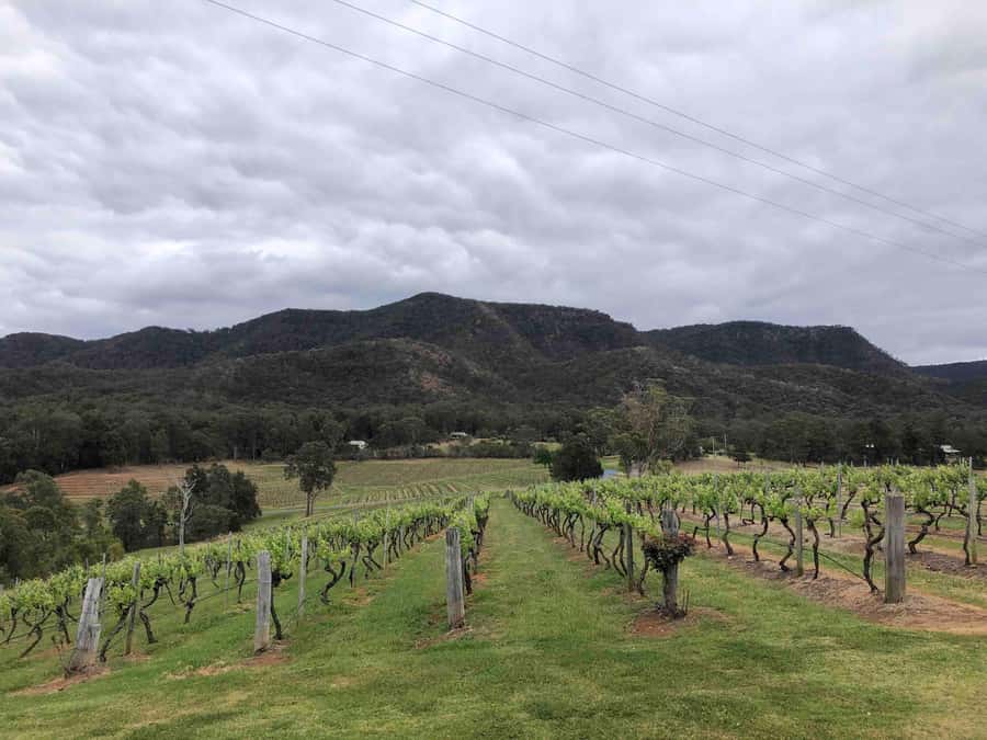 From Haymarket: Hunter Valley Wine and Wildlife Day Trip - Two premium boutique vineyards and how your tastes get matched