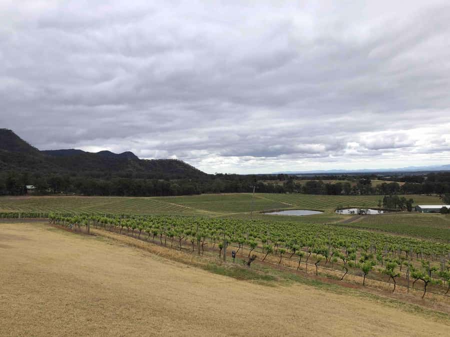 From Haymarket: Hunter Valley Wine and Wildlife Day Trip - Lunch options: buy wine country food or bring a picnic