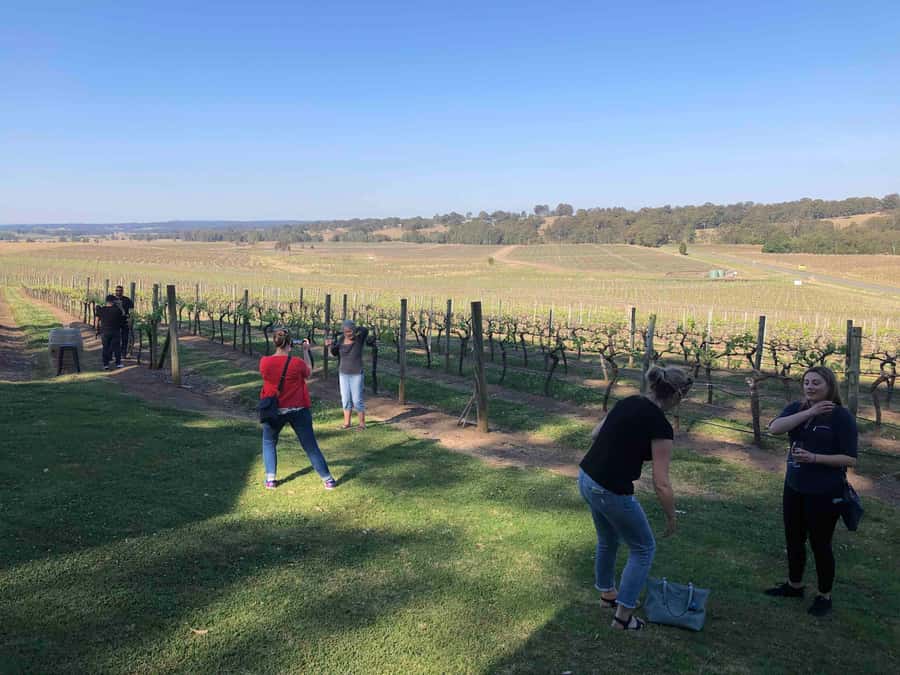 From Haymarket: Hunter Valley Wine and Wildlife Day Trip - Price and logistics: what you really pay for this one-day trip