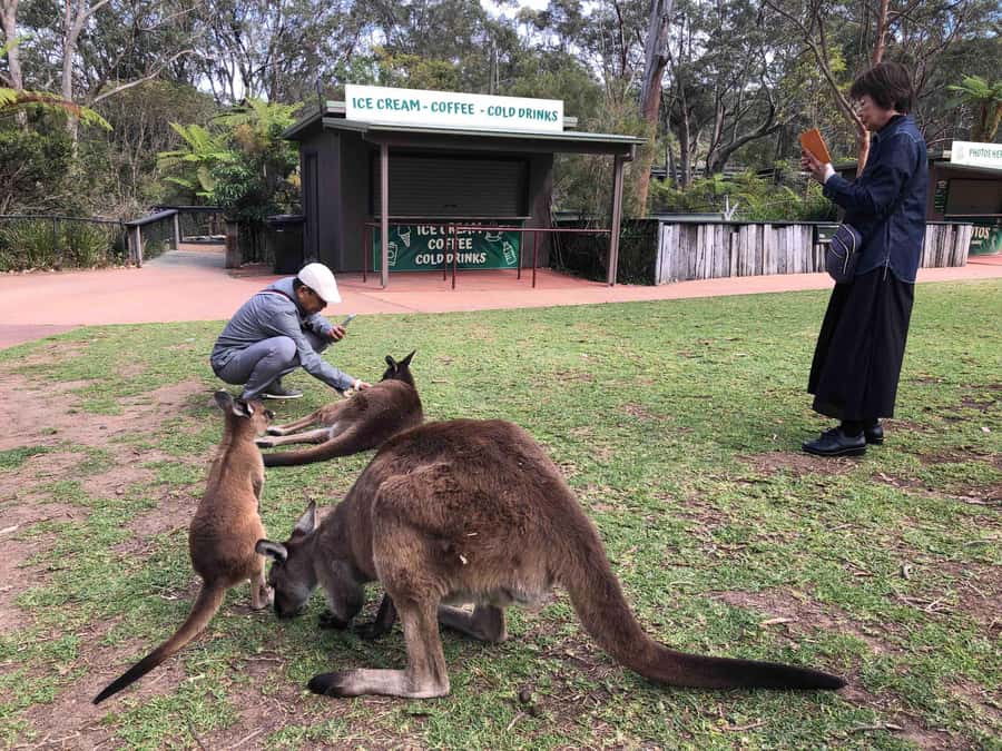 From Haymarket: Hunter Valley Wine and Wildlife Day Trip - From Haymarket pickup to a comfy minibus that keeps you connected