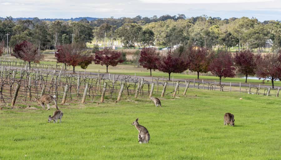 From Sydney: All Inclusive Boutique Hunter Valley Wine Tour - Boutique Cellar Doors: What You’ll Taste and What to Expect at Each Stop