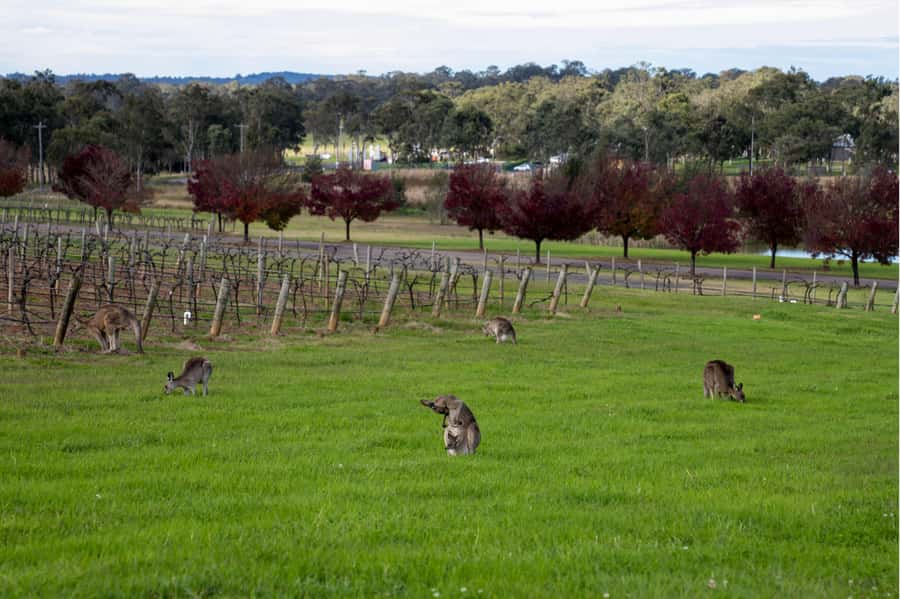 From Sydney: Award-Winning Hunter Valley Wine & Cheese Tour - Meet the winemakers: what the boutique focus changes
